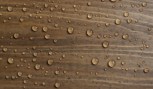 Bird-brand-complete+-superior-wood-preserver-light-brown